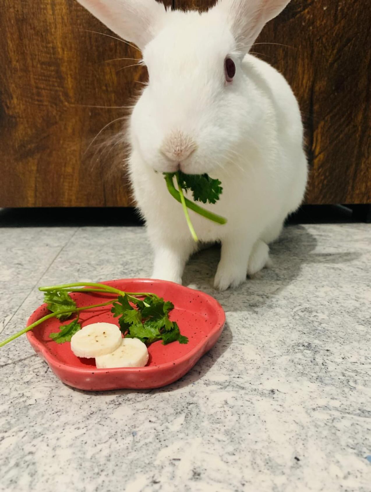 Hazel with his favourite coriander